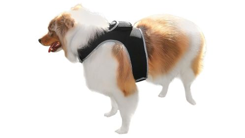 Pocket Rechargeable GPS GSM Cell Phone Pet Tracker w/ Exact Locations Size:M
