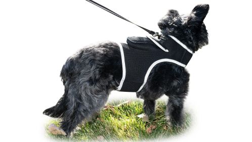 NEW GSM GPS Rechargeable Quick Track Collar Pet Location Finder System Size:L